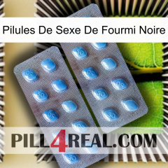 Black Ant Sex Pills viagra4